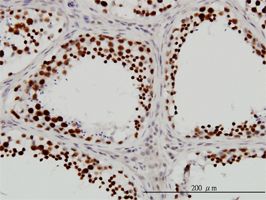 RNA Helicase A antibody (ab54593) used in immunohistochemistry at 3ug/ml on formalin fixed and paraffin embedded human testis.