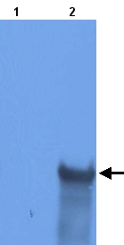 All lanes : Anti-RNA Helicase A antibody (ab22174) at 1/1000 dilutionLane 1 : Total protein extract from E. coli with ~50ng to 100ng of a negative control fusion protein with an irrelevant antigen at 20 ugLane 2 : Total protein extract from E. coli with ~50ng to 500ng of the antigen fusion protein at 20 ug SecondaryRabbit anti-mouse IgG + IgM, (H+L) horseradish peroxidase conjugated at 1/5000 dilution