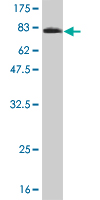 Western blot against tagged recombinant protein immunogen using ab56938 NT5C2 antibody at 1ug/ml.