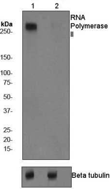 All lanes : Anti-RNA polymerase II CTD repeat YSPTSPS (phospho S1801) antibody [EP1510Y] (ab76292) at 1/200000 dilutionLane 1 : Human brain lysates, untreatedLane 2 : Human brain lysates treated with APLysates/proteins at 10 µg per lane.SecondaryHRP labelled goat anti-rabbit at 1/1000 dilution