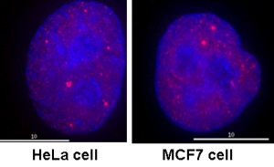 HeLa or MCF7 cells were fixed with 4% formaldehyde in PEM buffer. The coverslip was incubated in blocking buffer of 5% powdered milk in TBS-T plus 0.02% sodium azide for 1 hour at room temperature. Blocking buffer was removed and primary antibody was added at a dilution of 1/1000 and incubated overnight at 4 degrees celsius. The coverslips were then washed 4-5 times with blocking buffer for 5 minutes. Secondary antibody, goat anti-mouse Alexa 594, was added at a dilution of 1/1000 and incubated at room temperature for one hour. From this point on coverslips were covered with foil to protect them from light. They were washed 5 times with TBS-T and then one time with PEM, for 5 minutes each wash. The coverslips were fixed 10-30 minutes in 4% formaldehyde in PEM buffer, then washed 3 times with PEM buffer for 5 minutes. 0.1M ammonium chloride in PEM buffer was added for 10 minutes to quench auto-florescence, and then slips were washed 2 times for 5 minutes in PEM followed by 3 washes for 