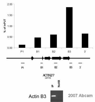 Various regions across the Actin2/7 loci were tested for the presence of RNA polymerase II CTD repeat YSPTSPS. A nuclear lysate from Arabidopsis thaliana seedlings was crosslinked using 1% formaldehyde for 30 seconds.  The ChIP was performed with 0.1 µg of ab817 per µg of chromatin; incubated together for 16 hours at 4°C.  The immunoprecipitated DNA was quantified by Real-Time PCR.  The bottom panel indicates the positive (ab817) and negative controls (no antibody) at region B3. See Abreview