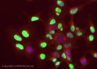 ICC/IF image of ab26721 stained human HeLa cells. The cells were 4% PFA fixed (10 min), permabilised in 0.1% PBS-Tween (20 min) and incubated with the antibody (ab26721, 1µg/ml) for 1h at room temperature. 1%BSA / 10% normal goat serum / 0.3M glycine was used to block non-specific protein-protein interactions. The secondary antibody (green) was Alexa Fluor® 488 goat anti-rabbit IgG (H+L) used at a 1/1000 dilution for 1h. Alexa Fluor® 594 WGA was used to label plasma membranes (red). DAPI was used to stain the cell nuclei (blue). This antibody also gave a positive IF result in HEK 293, HepG2 and MCF7 cells.