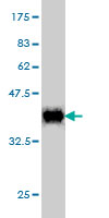 Western blot against tagged recombinant protein immunogen using ab57305 RNA Polymerase II p14.5 antibody at 1ug/ml.