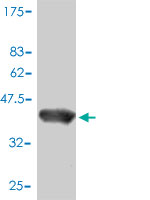 Western blot against tagged recombinant protein immunogen using ab57301 RNA polymerase II RPB4 antibody at 1ug/ml.