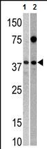 All lanes : Anti-RNA terminal phosphate cyclase-like 1 antibody - Carboxyterminal end (ab71345) at 1/60 dilutionLane 1 : mouse brain tissue lysateLane 2 : HepG2 tissue lysateLysates/proteins at 35 µg per lane.