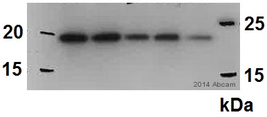 All lanes : Anti-RNase H2 subunit C antibody (ab89726) at 1 µg/mlLane 1 : Mouse Pei1 whole cell lysateLane 2 : Mouse Pei1 whole cell lysateLane 3 : Mouse Pei1 whole cell lysateLane 4 : Mouse Pei1 whole cell lysateLane 5 : Mouse Pei1 whole cell lysateLysates/proteins at 20 µg per lane.SecondaryHRP-conjugated goat anti-rabbit IgG polyclonal at 1/10000 dilutiondeveloped using the ECL techniquePerformed under reducing conditions.