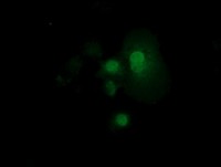 ab118993 at 1/100 dilution staining RND1 in COS7 cells transiently transfected with pCMV6-ENTRY RND1 by Immunofluorescence.