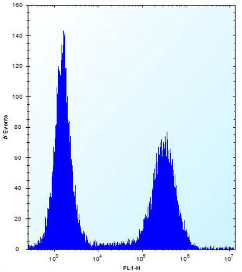 Flow cytometric analysis of Jurkat cells (right histogram) compared to a negative control cell (left histogram) labeling RNF11 with ab171385 at 1/10 dilution. FITC-conjugated donkey-anti-rabbit secondary antibodies were used for the analysis.