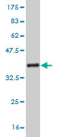 Western blot against tagged recombinant protein immunogen using ab57180 RNF11 antibody at 1ug/ml.