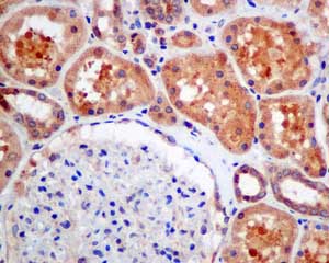 Immunohistochemical analysis of paraffin-embedded Human kidney tissue labeling RNF11 with ab154831 at 1/50 dilution.