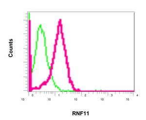 Flow cytometric analysis of permeabilized MCF7 cells labeling RNF11 with ab154831 at 1/100 dilution (red) compared to a rabbit IgG negative control (green).