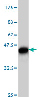 Western blot against tagged recombinant protein immunogen using ab58083 RNF133 antibody at 1ug/ml.