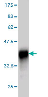 Western blot against tagged recombinant protein immunogen using ab56605 RNF14 antibody at 1ug/ml.