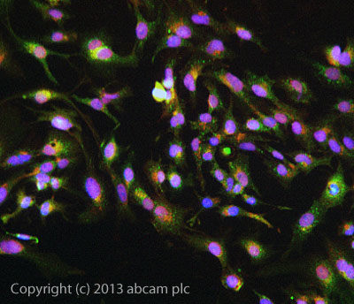 ICC/IF image of ab75054 stained HepG2 cells. The cells were 4% formaldehyde fixed (10 min) and then incubated in 1%BSA / 10% normal goat serum / 0.3M glycine in 0.1% PBS-Tween for 1h to permeabilise the cells and block non-specific protein-protein interactions. The cells were then incubated with the antibody ab75054 at 5µg/ml overnight at +4°C. The secondary antibody (green) was DyLight® 488 goat anti- rabbit (ab96899) IgG (H+L) used at a 1/250 dilution for 1h. Alexa Fluor® 594 WGA was used to label plasma membranes (red) at a 1/200 dilution for 1h. DAPI was used to stain the cell nuclei (blue) at a concentration of 1.43µM.