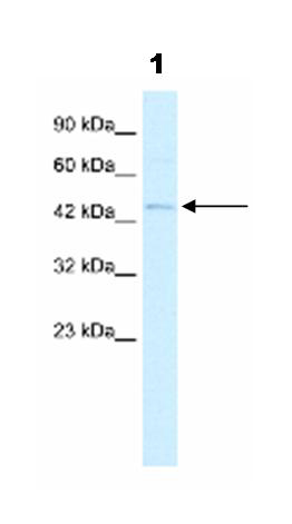 Anti-RNF36 antibody (ab42543) at 2 µg/ml + Jurkat cell lysate at 10 µg with 5% skimmed milk in PBS bufferSecondaryHRB conjugated anti-Rabbit IgG at 1/50000 dilution