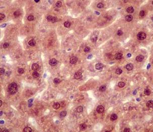 Immunohistochemical analysis of paraffin embedded Mouse liver tissue labeling RNF7 with ab181986 at a 1/50 dilution. Prediluted HRP Polymer for Rabbit IgG secondary used. Counterstained with Hematoxylin.