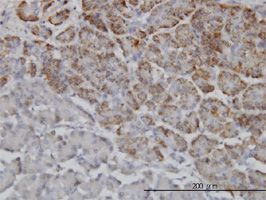 RNF98 antibody (ab55046) used in immunohistochemistry at 3ug/ml on formalin fixed and paraffin embedded human pancreas.