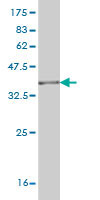 Western blot against tagged recombinant protein immunogen using ab58295 RNPEP antibody at 1ug/ml.