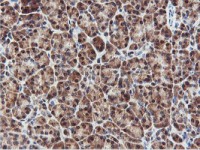 ab119761 at 1/150 dilution, staining RNPEP in paraffin-embedded Human pancreas tissue by Immunohistochemistry.