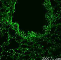 ab7279 at 1/50 staining mouse lung tissue sections (adult, frozen 100um wholemount sections) by IHC-Fr. The tissue was paraformaldehyde fixed and permeabilized with triton x-100 before incubation with the antibody for 16 hours at 4°C. An Alexa Fluor ® 488 conjugated donkey anti-rabbit antibody was used as the secondary.See Abreview