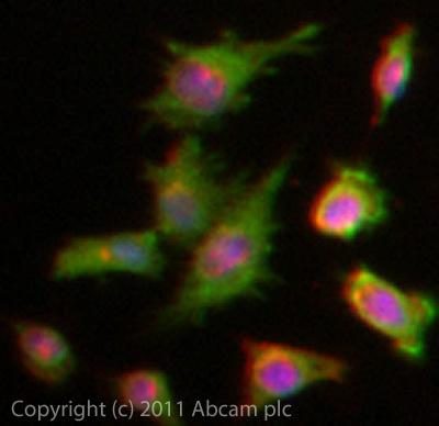 ICC/IF image of ab85312 stained HeLa cells. The cells were 4% PFA fixed (10 min) and then incubated in 1%BSA / 10% normal goat serum / 0.3M glycine in 0.1% PBS-Tween for 1h to permeabilise the cells and block non-specific protein-protein interactions. The cells were then incubated with the antibody (ab85312, 5µg/ml) overnight at +4°C. The secondary antibody (green) was ab96899 Dylight 488 goat anti-rabbit IgG (H+L) used at a 1/250 dilution for 1h. Alexa Fluor® 594 WGA was used to label plasma membranes (red) at a 1/200 dilution for 1h. DAPI was used to stain the cell nuclei (blue) at a concentration of 1.43µM.