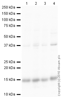 All lanes : Anti-ROC1 antibody (ab2977) at 1 µg/mlLane 1 : HeLa (Human epithelial carcinoma cell line) Whole Cell LysateLane 2 : Jurkat (Human T cell lymphoblast-like cell line) Whole Cell Lysate Lane 3 : HepG2 (Human hepatocellular liver carcinoma cell line) Whole Cell LysateLane 4 : MCF7 (Human breast adenocarcinoma cell line) Whole Cell LysateLysates/proteins at 10 µg per lane.SecondaryGoat Anti-Rabbit IgG H&L (HRP) preadsorbed (ab97080) at 1/5000 dilutiondeveloped using the ECL techniquePerformed under reducing conditions.