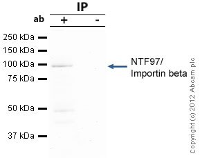 NTF97/Importin beta was immunoprecipitated using 0.5mg Hela whole cell extract, 5µg of Rabbit polyclonal to NTF97/Importin beta and 50µl of protein G magnetic beads (+). No antibody was added to the control (-). The antibody was incubated under agitation with Protein G beads for 10min, Hela whole cell extract lysate diluted in RIPA buffer was added to each sample and incubated for a further 10min under agitation.Proteins were eluted by addition of 40µl SDS loading buffer and incubated for 10min at 70oC; 10µl of each sample was separated on a SDS PAGE gel, transferred to a nitrocellulose membrane, blocked with 5% BSA and probed with ab45938.Secondary: Mouse monoclonal [SB62a] Secondary Antibody to Rabbit IgG light chain (HRP) (ab99697).Band: 97kDa; NTF97/Importin beta 