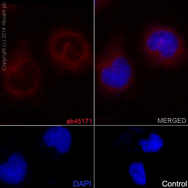 Immunocytochemistry/Immunofluorescence analysis of HeLa cells labelling ROCK1 with purified ab45171 at 1/50. Cells were fixed with 4% paraformaldehyde and permeabilized with 0.1% Triton X-100. ab150078, an Alexa Fluor® 555-conjugated goat anti-rabbit IgG (1/500) was used as the secondary antibody. DAPI (blue) was used as the nuclear counterstain.Control: primary antibody (1/50) and secondary antibody, ab150113, an Alexa Fluor® 488-conjugated goat anti-mouse IgG (1/500).