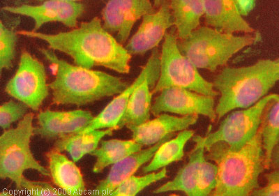 ICC/IF image of ab66320 stained HeLa cells. The cells were 10% neutral buffered formalin fixed (10 min) and then incubated in 1%BSA / 10% normal goat serum / 0.3M glycine in 0.1% PBS-Tween for 1h to permeabilise the cells and block non-specific protein-protein interactions. The cells were then incubated with the antibody (ab66320, 1µg/ml) overnight at +4°C. The secondary antibody (green) was Alexa Fluor® 488 goat anti-rabbit IgG (H+L) used at a 1/1000 dilution for 1h. Alexa Fluor® 594 WGA was used to label plasma membranes (red) at a 1/200 dilution for 1h. DAPI was used to stain the cell nuclei (blue) at a concentration of 1.43µM.