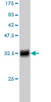 Western blot against tagged recombinant protein immunogen using ab56388 RPL14 antibody at 1ug/ml.