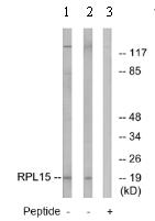 All lanes : Anti-RPL15 antibody (ab74727) at 1/500 dilutionLane 1 : extracts from K562 cells Lane 2 : extracts from LOVO cellsLane 3 : extracts from LOVO cells with immunising peptide at 10 µgLysates/proteins at 30 µg per lane.