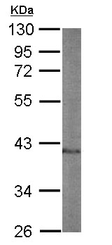 Anti-Nuclear Factor Erythroid Derived 2 antibody (ab154605) at 1/1000 dilution + Mouse spleen whole cell lysate at 50 µg