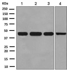 All lanes : Anti-Nuclear Factor Erythroid Derived 2 antibody [EPR2824(2)] (ab140598) at 1/1000 dilutionLane 1 : 293T cell lysateLane 2 : HeLa cell lysateLane 3 : K562 cell lysateLane 4 : U937 cell lysateLysates/proteins at 10 µg per lane.SecondaryHRP labelled goat anti-rabbit at 1/2000 dilution