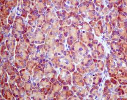 Immunohistochemical analysis of paraffin embedded Human pancreas tissue labeling RPS2 with ab155961 at a 1/50 dilution.