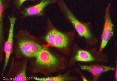 ICC/IF image of ab57644 stained HeLa cells. The cells were 4% formaldehyde (10 min) and then incubated in 1%BSA / 10% normal goat serum / 0.3M glycine in 0.1% PBS-Tween for 1h to permeabilise the cells and block non-specific protein-protein interactions. The cells were then incubated with the antibody (ab57644, 10µg/ml) overnight at +4°C. The secondary antibody (green) was ab96879 Dylight 488 goat anti-mouse IgG (H+L) used at a 1/250 dilution for 1h. Alexa Fluor® 594 WGA was used to label plasma membranes (red) at a 1/200 dilution for 1h. DAPI was used to stain the cell nuclei (blue) at a concentration of 1.43µM.