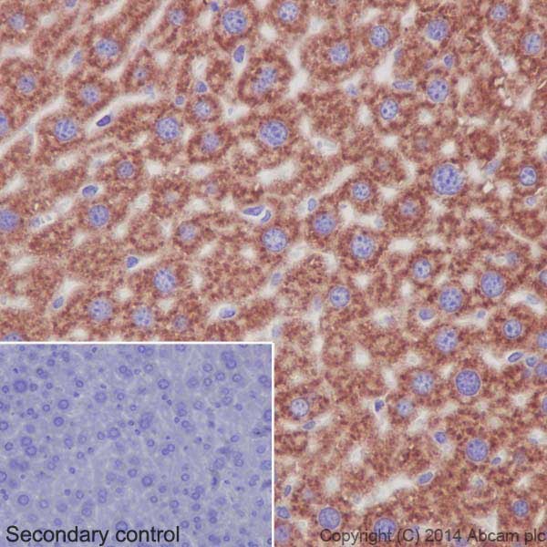Immunohistochemical analysis of paraffin-embedded mouse liver tissue labeling RPS24 with ab196652 at 1/100 dilution followed by Goat Anti-Rabbit IgG H&L (HRP) (ab97051) secondary antibody at 1/500 dilution. Cytoplasm staining on mouse liver tissue is observed. Counter stained with Hematoxylin.