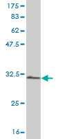 Western blot against tagged recombinant protein immunogen using ab57648 RPS28 antibody at 1ug/ml.