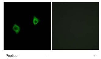 Immunofluorescence analysis of A549 cells, using ab74711 at 1/500-1/1000 dilution in the presence (+) or absence (-) of immunising peptide.