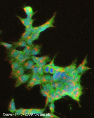 ICC/IF image of ab91062 stained Hek293 cells. The cells were 100% methanol fixed (5 min) and then incubated in 1%BSA / 10% normal goat serum / 0.3M glycine in 0.1% PBS-Tween for 1h to permeabilise the cells and block non-specific protein-protein interactions. The cells were then incubated with the antibody (ab91062, 5µg/ml) overnight at +4°C. The secondary antibody (green) was Alexa Fluor® 488 goat anti-rabbit IgG (H+L) used at a 1/1000 dilution for 1h. Alexa Fluor® 594 WGA was used to label plasma membranes (red) at a 1/200 dilution for 1h. DAPI was used to stain the cell nuclei (blue) at a concentration of 1.43µM. This antibody also gave a positive result in 100% methanol fixed (5 min) HeLa, HepG2 and MCF7 cells at 5µg/ml, and in 4% PFA fixed (10 min) HeLa, Hek293, HepG2 and MCF7 cells at 5µg/ml.
