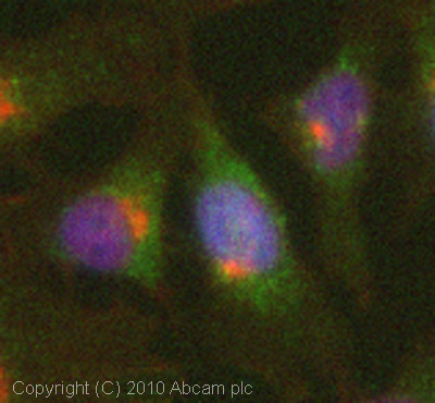 ICC/IF image of ab77911 stained HeLa cells. The cells were 4% PFA fixed (10 min) and then incubated in 1%BSA / 10% normal goat serum / 0.3M glycine in 0.1% PBS-Tween for 1h to permeabilise the cells and block non-specific protein-protein interactions. The cells were then incubated with the antibody (ab77911, 5µg/ml) overnight at +4°C. The secondary antibody (green) was Alexa Fluor® 488 goat anti-rabbit IgG (H+L) used at a 1/1000 dilution for 1h. Alexa Fluor® 594 WGA was used to label plasma membranes (red) at a 1/200 dilution for 1h. DAPI was used to stain the cell nuclei (blue) at a concentration of 1.43µM.