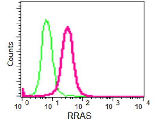 Flow cytometry analysis of paraformaldehyde-fixed A549 cells labeling RRAS with ab191399 at a 1/350 dilution and secondary antibody goat anti-rabbit IgG (FITC, red) at a 1/150 dilution, or negative control rabbit IgG (green).