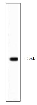 Anti-RRM2 antibody - Azide free (ab191800) at 1/1000 dilution + Mitotic extract of Xenopus egg