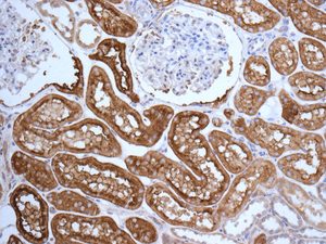 Immunohistochemical analysis of paraffin embedded Human kidney tissue labeling rSec6 with ab156568 antibody at 1/100.