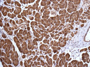 Immunohistochemical analysis of paraffin embedded Human pancreas tissue labeling rSec6 with ab156568 antibody at 1/100.