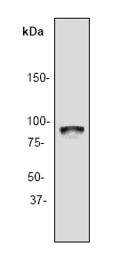 Anti-Rsk 2 / MAPKAP Kinase 1b antibody [Y82] (ab32062) at 1/1000 dilution + MCF7 cell lysate.