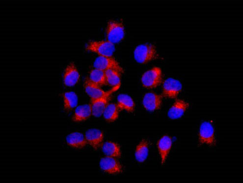 Immunofluorescent analysis of 4% paraformaldehyde-fixed MCF-7 cells labeling Nucleobindin 2 with ab181159 at 1/250 dilution followed by Goat anti rabbit IgG (Alexa Fluor® 555) secondary antibody at 1/200 dilution. Counter stained with DAPI.