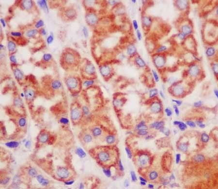 Immunohistochemical analysis of paraffin-embedded Human stomach tissue labeling Nucleobindin 2 with ab181159 at 1/250 dilution followed by prediluted HRP Polymer for Rabbit IgG. Counter stained with Hematoxylin.