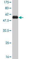Western blot against tagged recombinant protein immunogen using ab57668 RSU1 antibody at 1ug/ml.