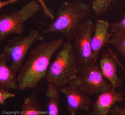 ICC/IF image of ab92388 stained HeLa cells. The cells were 4% formaldehyde (10 min) and then incubated in 1%BSA / 10% normal goat serum / 0.3M glycine in 0.1% PBS-Tween for 1h to permeabilise the cells and block non-specific protein-protein interactions. The cells were then incubated with the antibody (ab92388, 1µg/ml) overnight at +4°C. The secondary antibody (green) was ab96899 Dylight 488 goat anti-rabbit IgG (H+L) used at a 1/250 dilution for 1h. Alexa Fluor® 594 WGA was used to label plasma membranes (red) at a 1/200 dilution for 1h. DAPI was used to stain the cell nuclei (blue) at a concentration of 1.43µM.